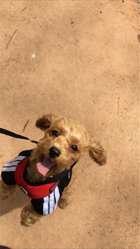 f:id:mijyukorea:20190421001206p:image f:id:mijyukorea:20190421001206p:image