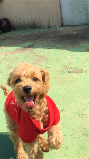 f:id:mijyukorea:20190506160009p:image f:id:mijyukorea:20190506160009p:image