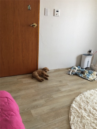 f:id:mijyukorea:20190506161000j:image f:id:mijyukorea:20190506161000j:image
