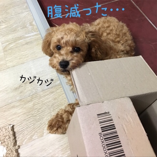 f:id:mijyukorea:20190507180507j:image f:id:mijyukorea:20190507180507j:image