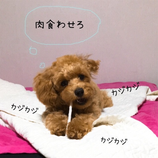 f:id:mijyukorea:20190509120421j:image f:id:mijyukorea:20190509120421j:image