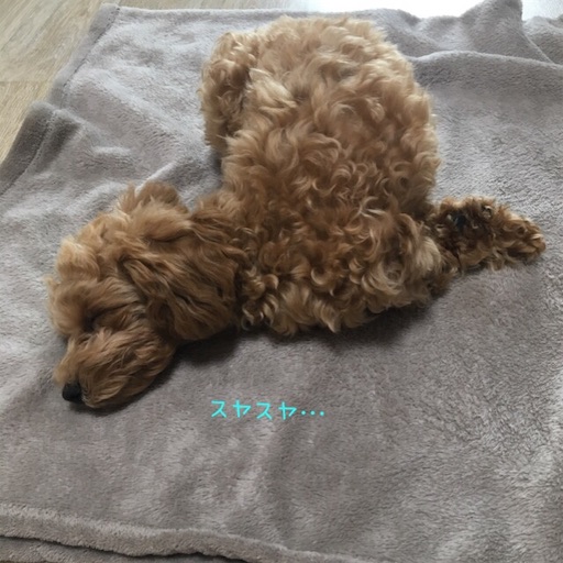 f:id:mijyukorea:20190516073351j:image f:id:mijyukorea:20190516073351j:image