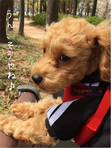 f:id:mijyukorea:20190517073252j:image f:id:mijyukorea:20190517073252j:image