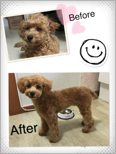 f:id:mijyukorea:20190520174230p:image f:id:mijyukorea:20190520174230p:image