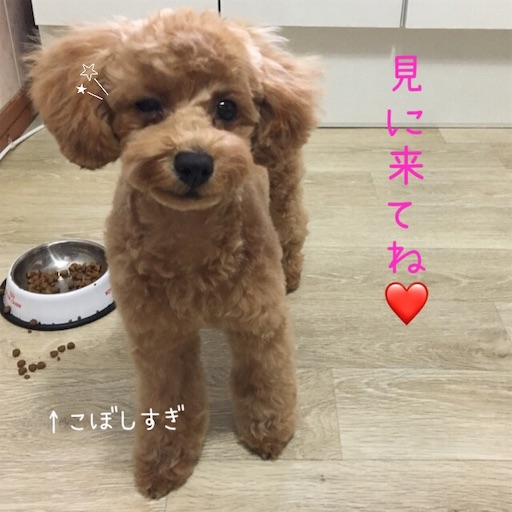 f:id:mijyukorea:20190520174332j:image f:id:mijyukorea:20190520174332j:image