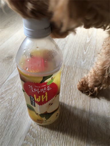 f:id:mijyukorea:20190526183740j:image f:id:mijyukorea:20190526183740j:image