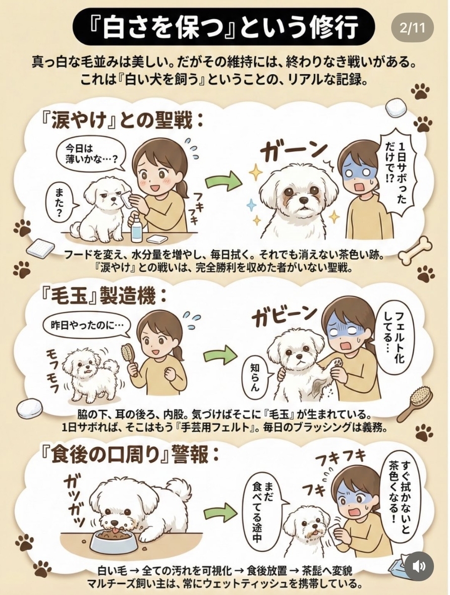 THE マルチーズ！ - ⭐︎まめやのかのこ⭐︎