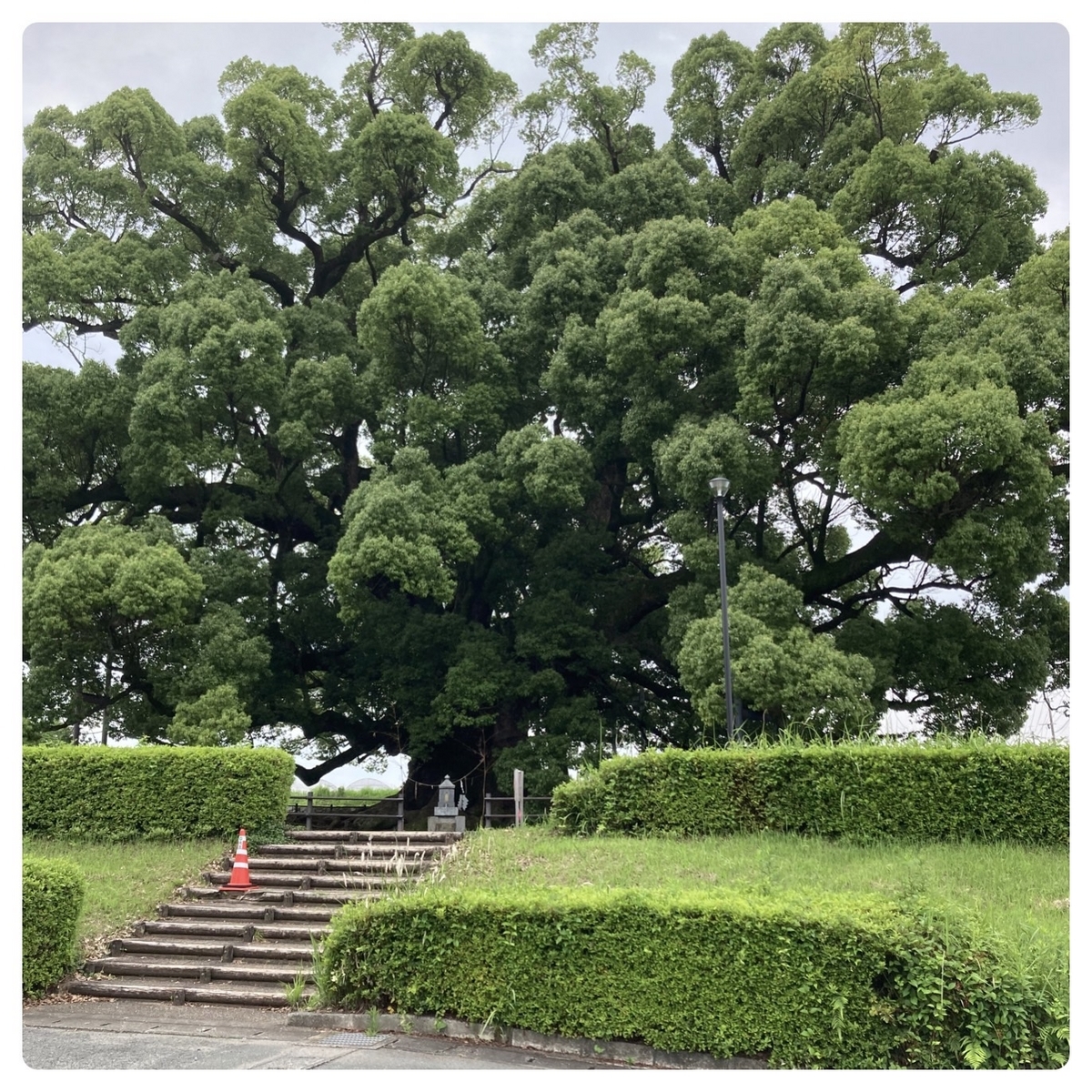 熊本県『寂心さんの樟』🌳 mika旅 ぐるっと🚙★Collection★blog 熊本県『寂心さんの樟』🌳 mika旅 ぐるっと🚙★Collection★blog