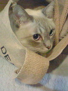 f:id:mika28:20091217231700j:image