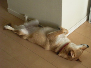 f:id:mikaaya:20110919161354j:image:left