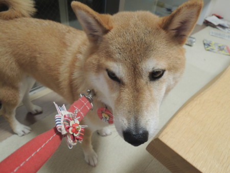 f:id:mikaaya:20160718202523j:image:w360:left