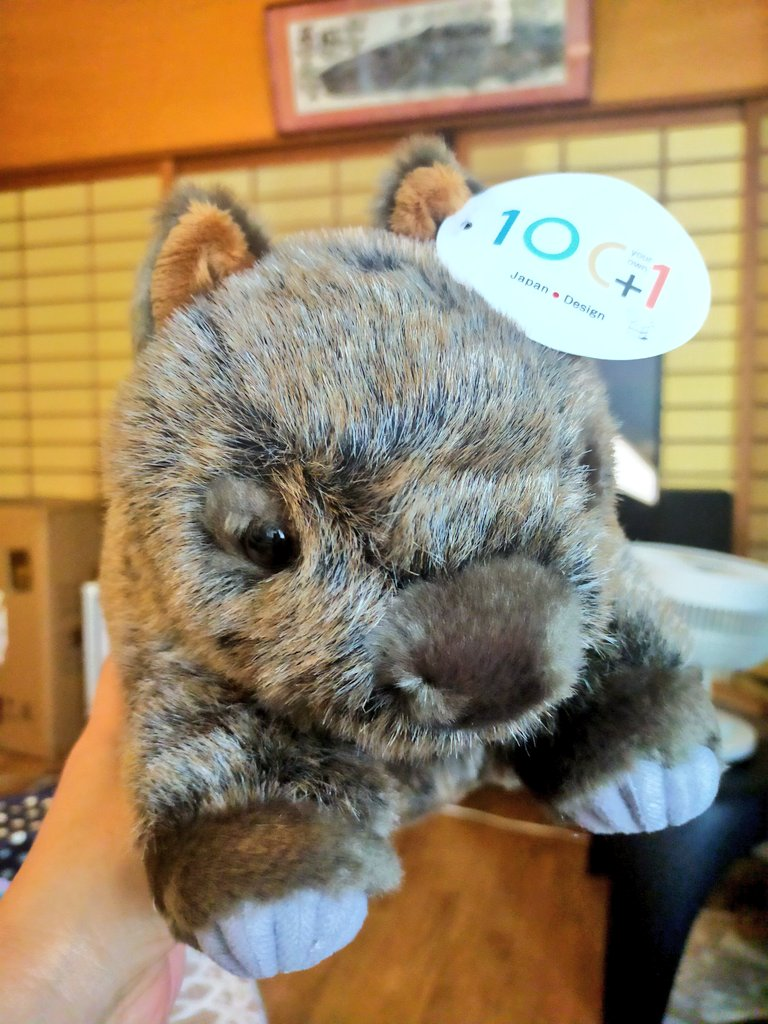 ウォンバット　ぬいぐるみ ウォンバットのぬいぐるみ - 山麓日記帳