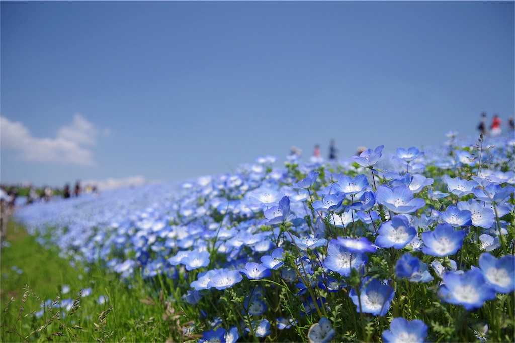 f:id:mikachiiiii:20180423004829j:image f:id:mikachiiiii:20180423004829j:image