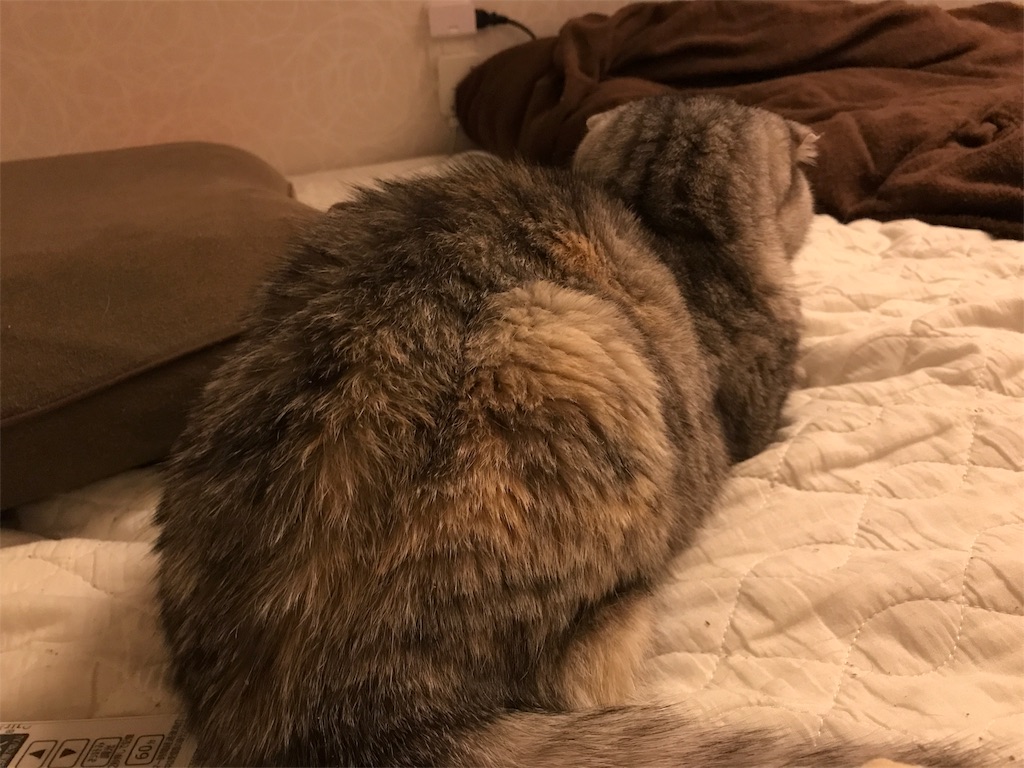 ゴキちゃんグッバイ まんまるスコの老猫日記
