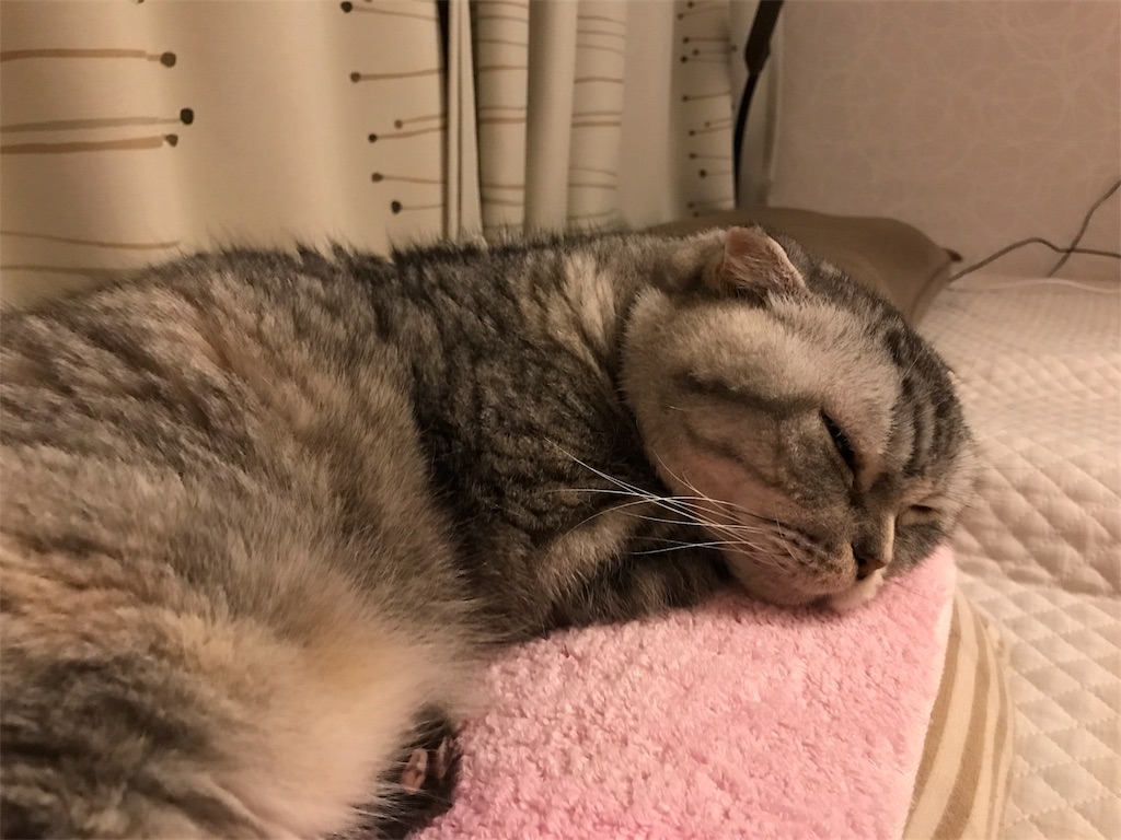 寝てばかり老猫 まんまるスコの老猫日記