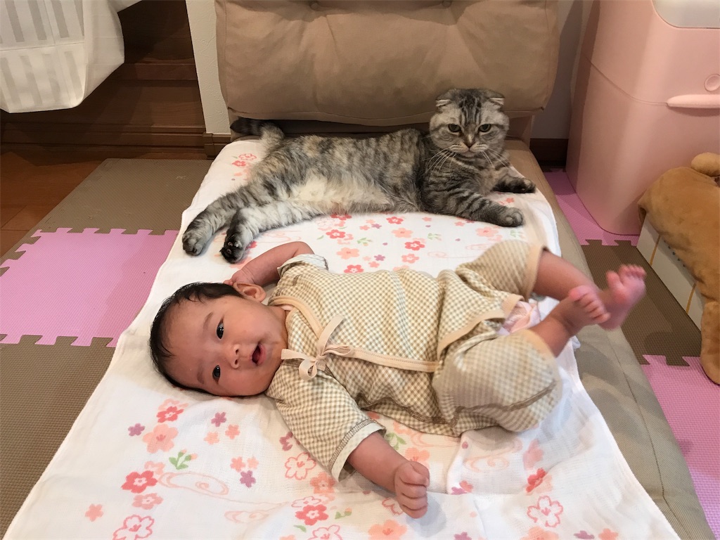 f:id:mikadandy:20180707153327j:image f:id:mikadandy:20180707153327j:image