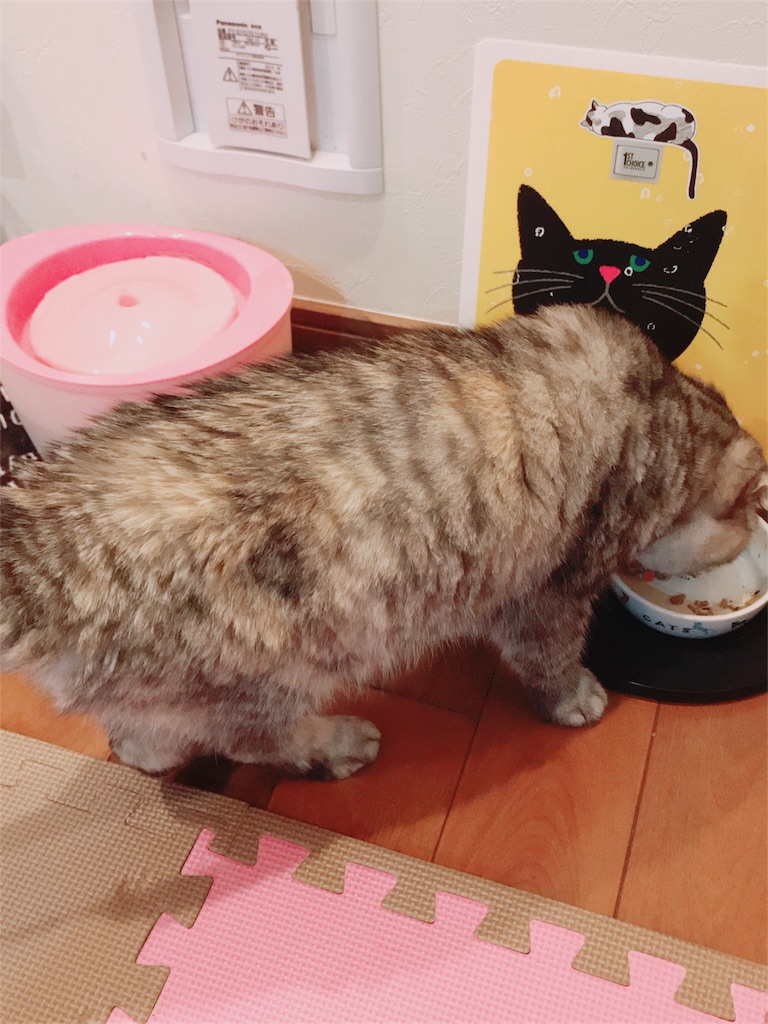 f:id:mikadandy:20180707153354j:image f:id:mikadandy:20180707153354j:image