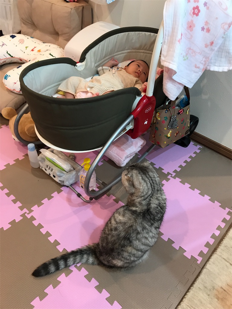 f:id:mikadandy:20180707154109j:image f:id:mikadandy:20180707154109j:image