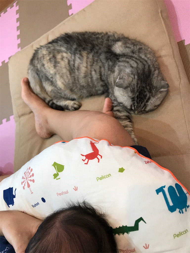 f:id:mikadandy:20180721230201j:image f:id:mikadandy:20180721230201j:image