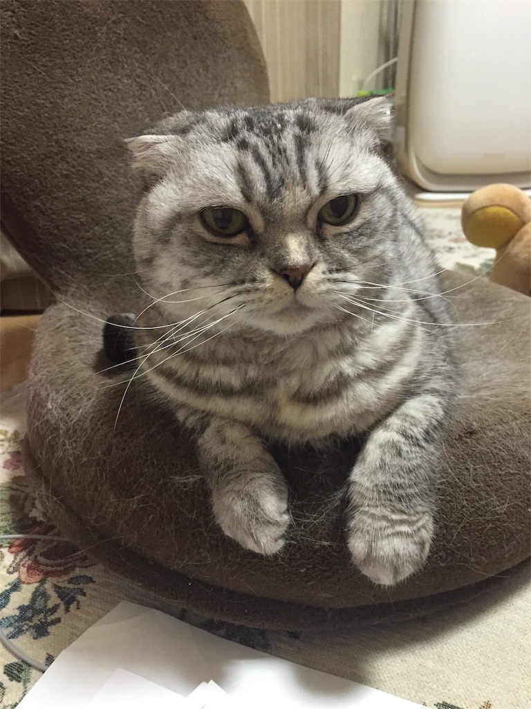 f:id:mikadandy:20181106231934j:image