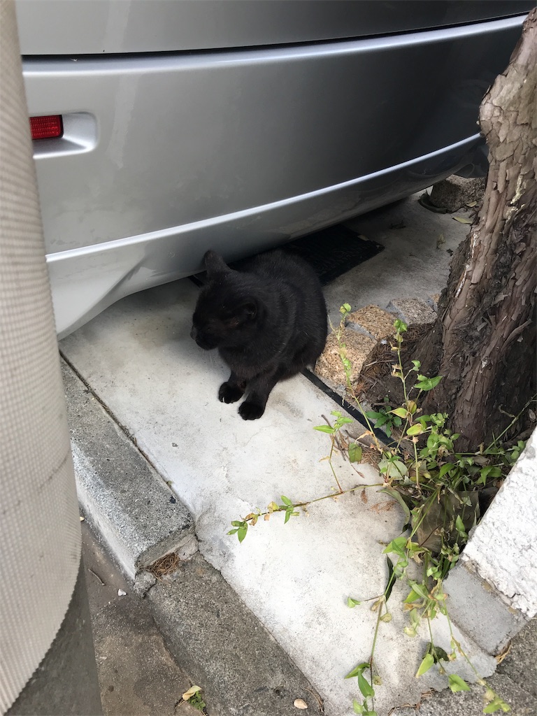 f:id:mikadandy:20181109232217j:image