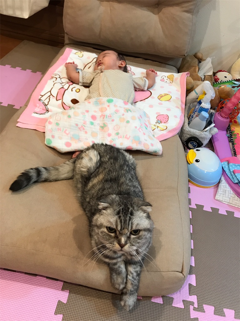 f:id:mikadandy:20181119183827j:image