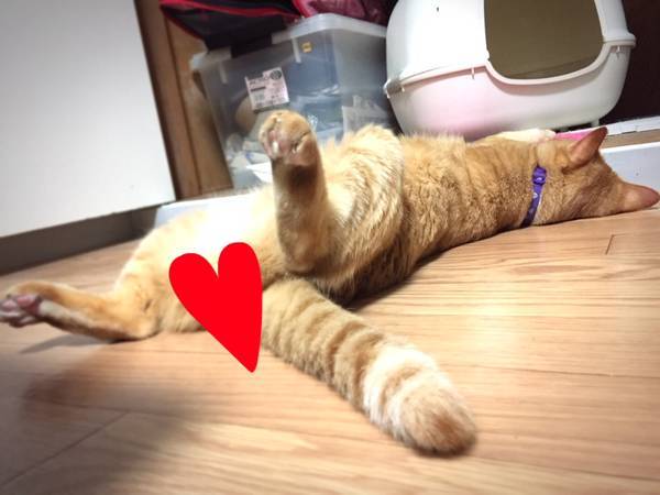 f:id:mikakashi850223:20180915195214j:plain