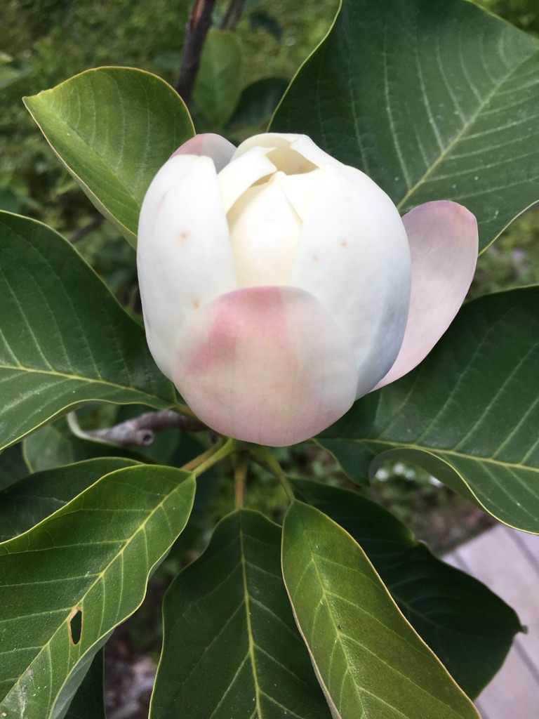 f:id:mikala:20180522142910j:plain f:id:mikala:20180522142910j:plain