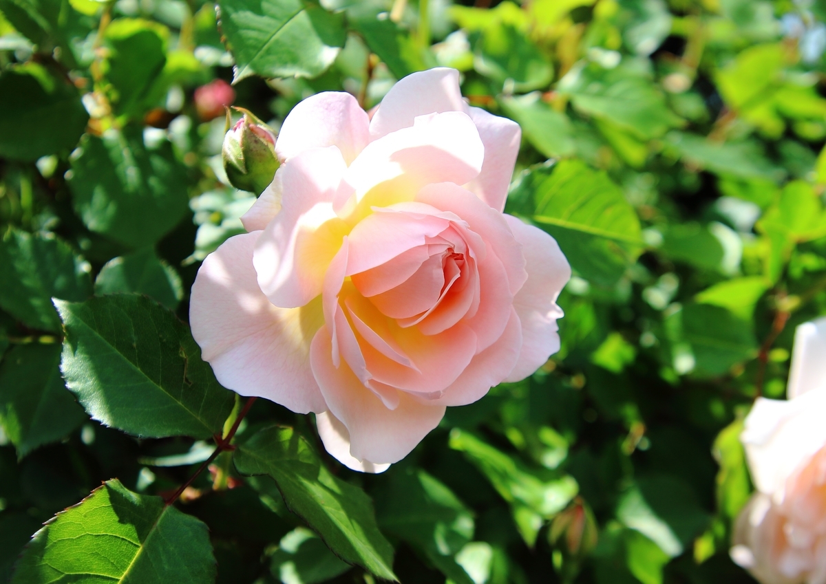 京成バラ園 旅行 野球 Blog 京成バラ園 旅行 野球 Blog
