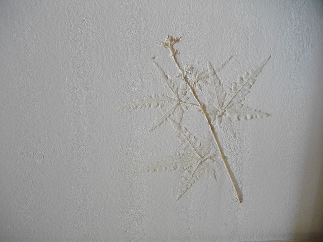 f:id:mikamsmatuuu:20110817153225j:image