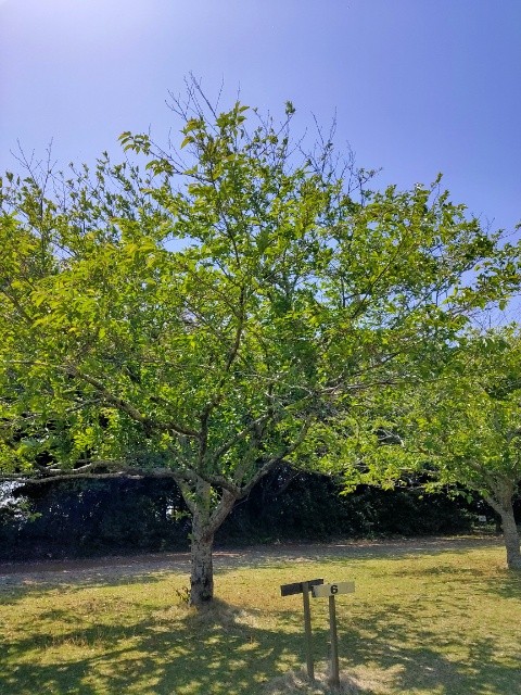 f:id:mikan39882:20250610071721j:image