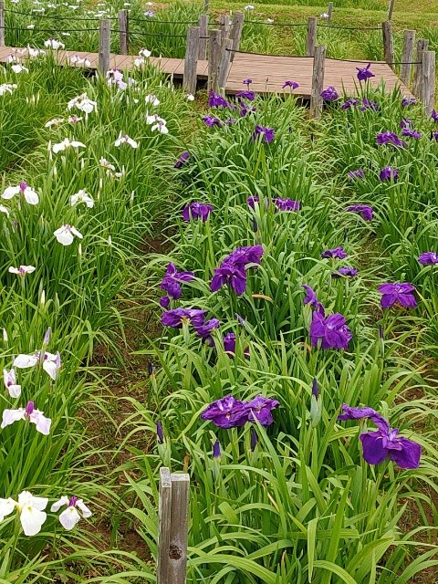 f:id:mikan39882:20250621211024j:image