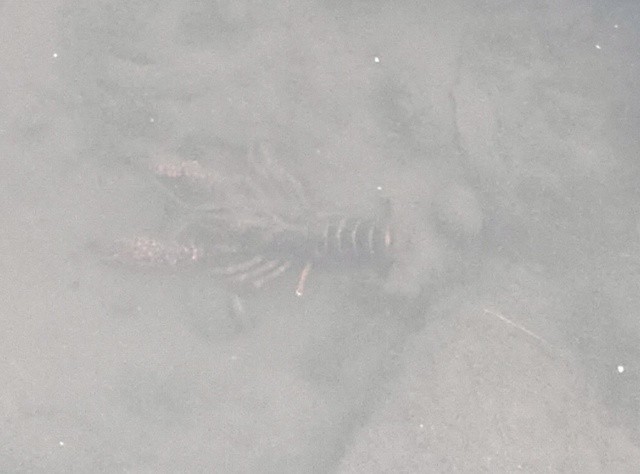 f:id:mikan39882:20250621213637j:image