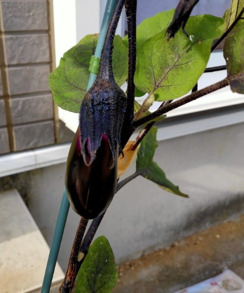 f:id:mikan39882:20250720192536j:image
