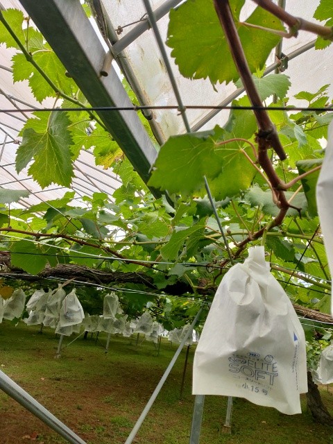 f:id:mikan39882:20250817211649j:image f:id:mikan39882:20250817211649j:image