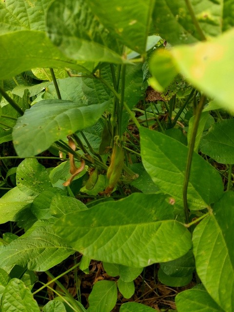 f:id:mikan39882:20251006213252j:image