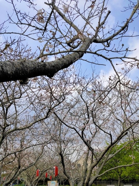 f:id:mikan39882:20260331213515j:image