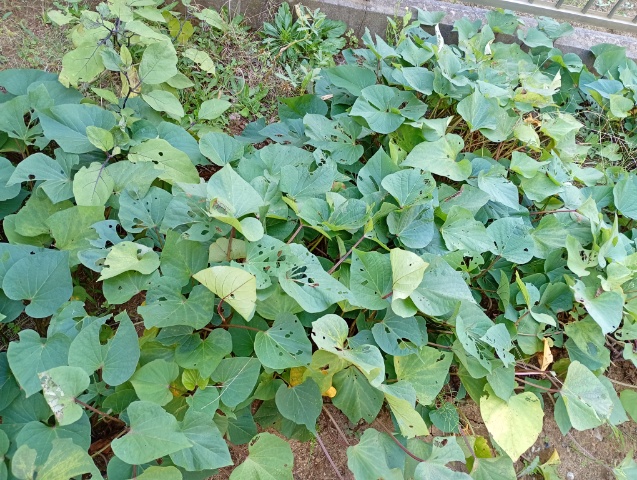 生活家庭菜園　さつまいもの試し掘りをしてみたら、9月の長雨の影響か？（2026年10月）