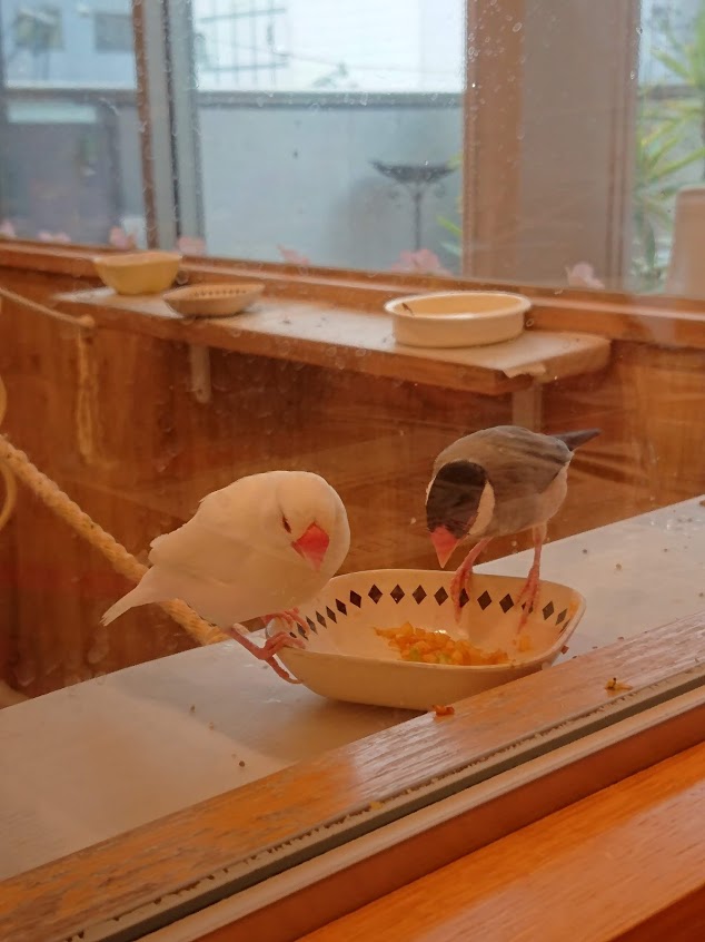 f:id:mikancyama:20190330135646j:plain f:id:mikancyama:20190330135646j:plain