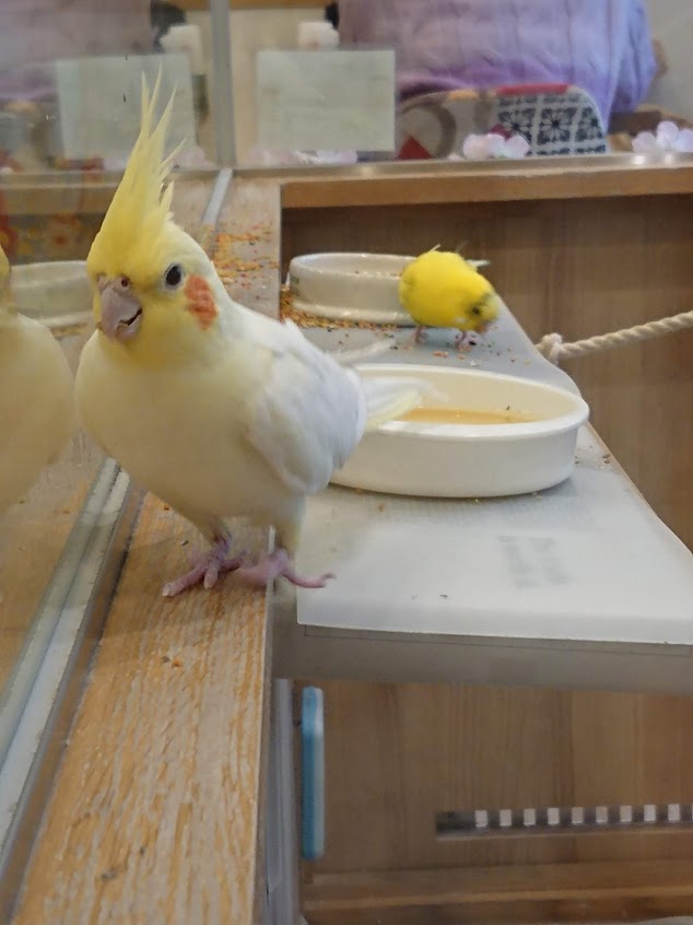 f:id:mikancyama:20190330135703j:plain f:id:mikancyama:20190330135703j:plain