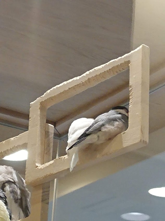 f:id:mikancyama:20190330140759j:plain f:id:mikancyama:20190330140759j:plain