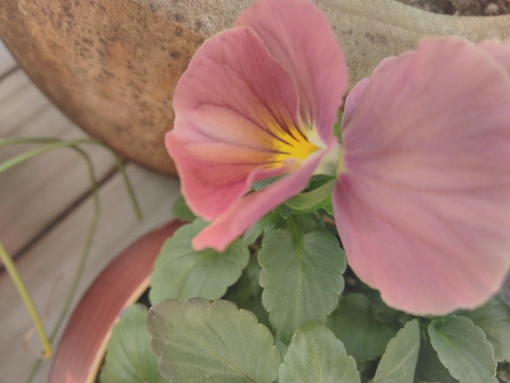 f:id:mikanococoro:20190210193331j:plain f:id:mikanococoro:20190210193331j:plain
