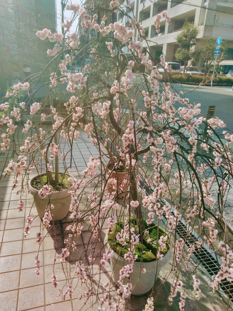 f:id:mikanococoro:20190310153339j:plain f:id:mikanococoro:20190310153339j:plain