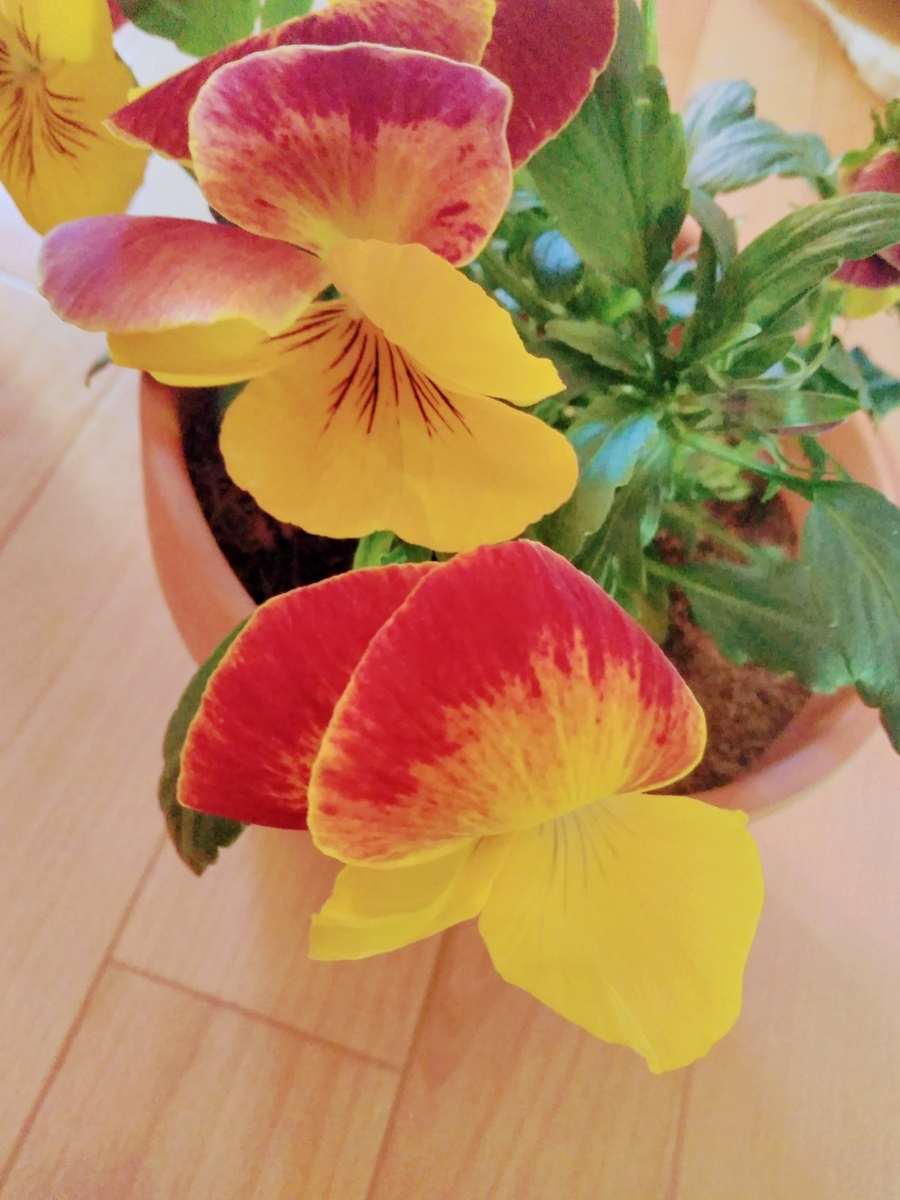 f:id:mikanococoro:20190318171600j:plain f:id:mikanococoro:20190318171600j:plain