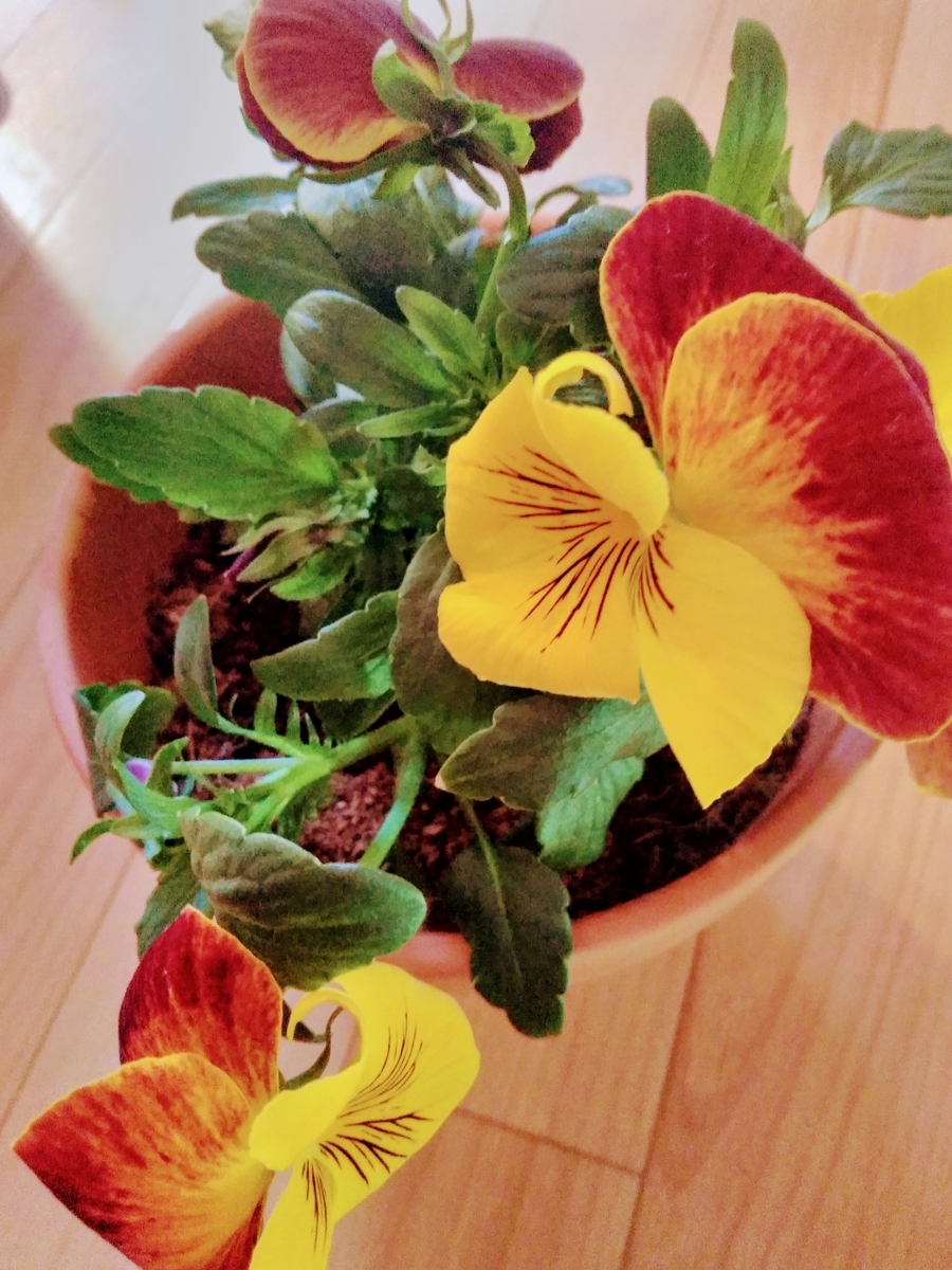 f:id:mikanococoro:20190318171635j:plain f:id:mikanococoro:20190318171635j:plain