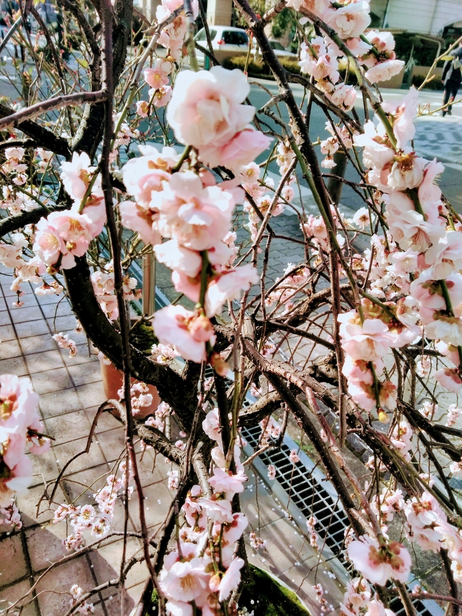f:id:mikanococoro:20190320105730j:plain