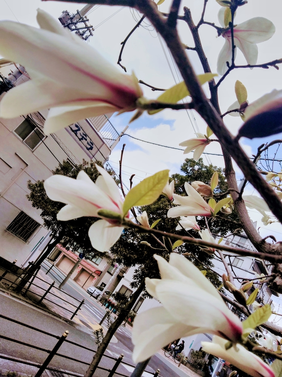 f:id:mikanococoro:20190323231858j:plain f:id:mikanococoro:20190323231858j:plain
