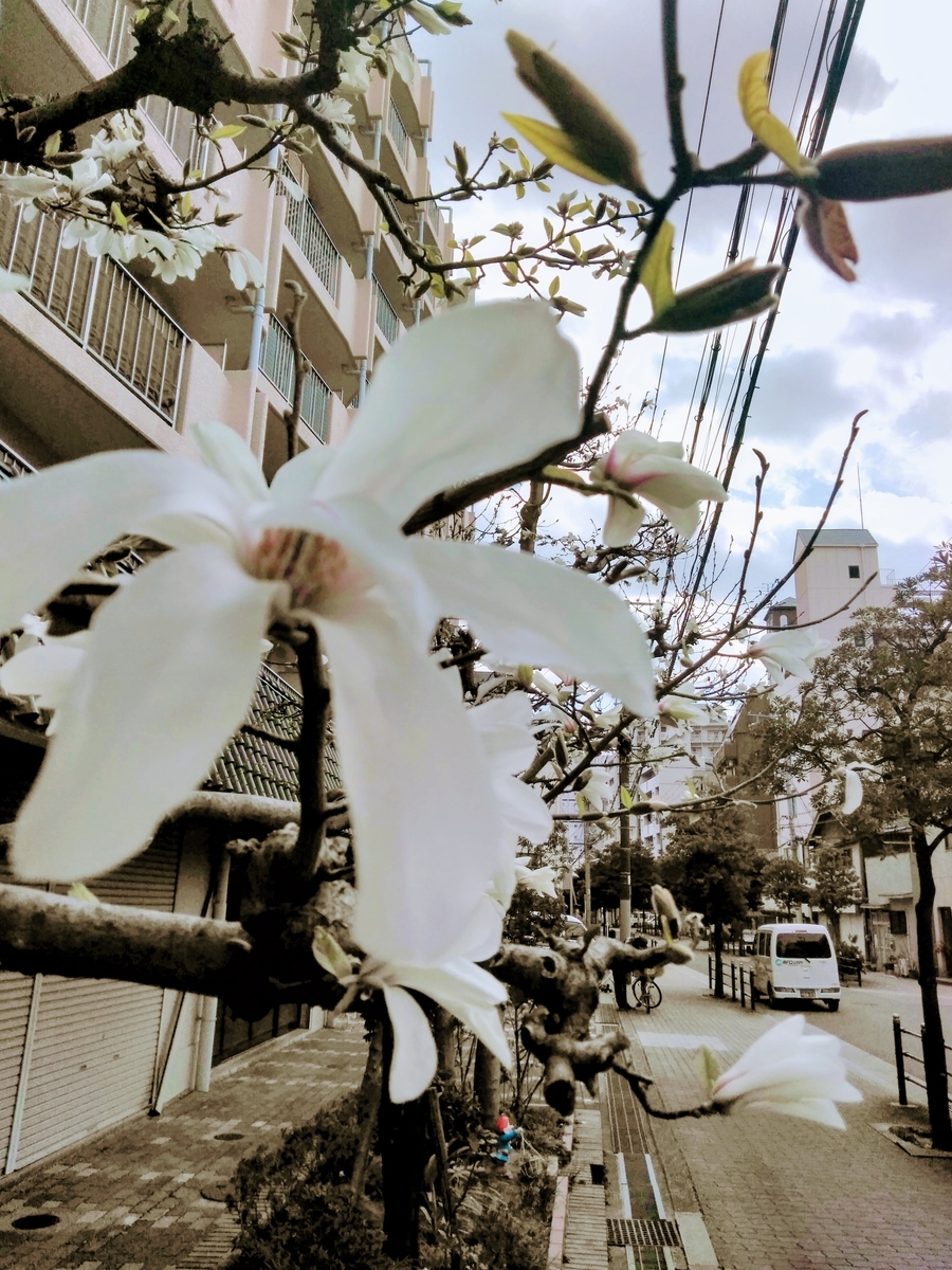 f:id:mikanococoro:20190323231940j:plain f:id:mikanococoro:20190323231940j:plain