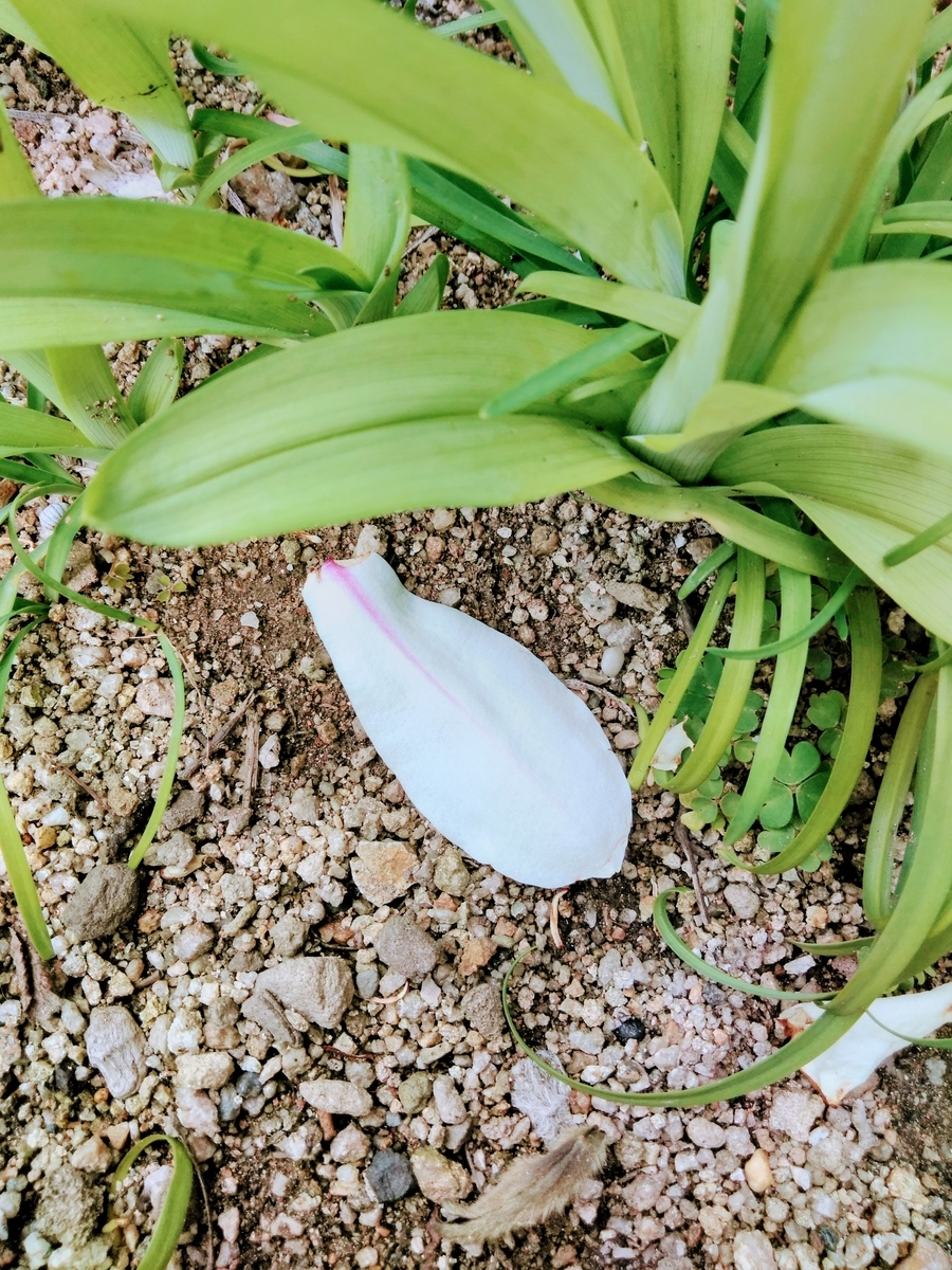 f:id:mikanococoro:20190323232032j:plain f:id:mikanococoro:20190323232032j:plain
