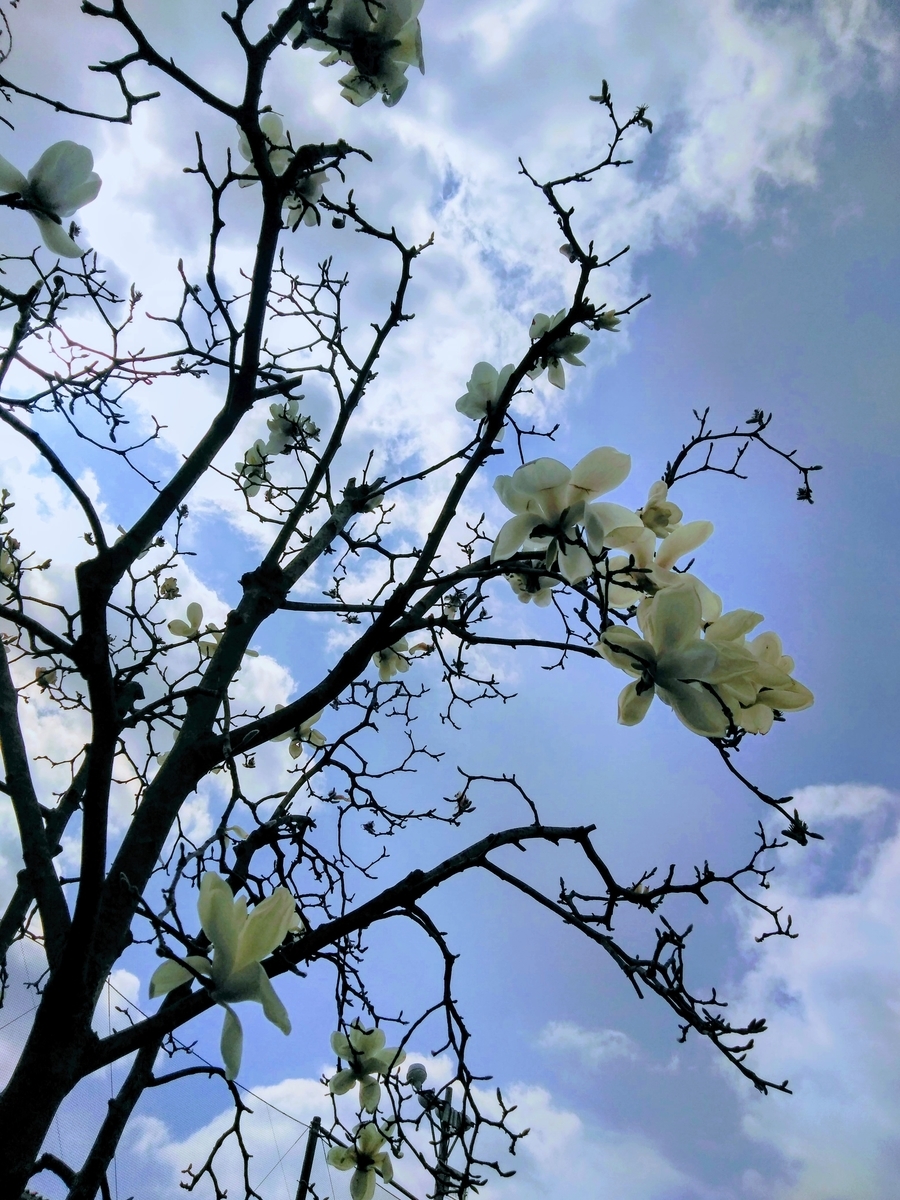 f:id:mikanococoro:20190324214319j:plain f:id:mikanococoro:20190324214319j:plain